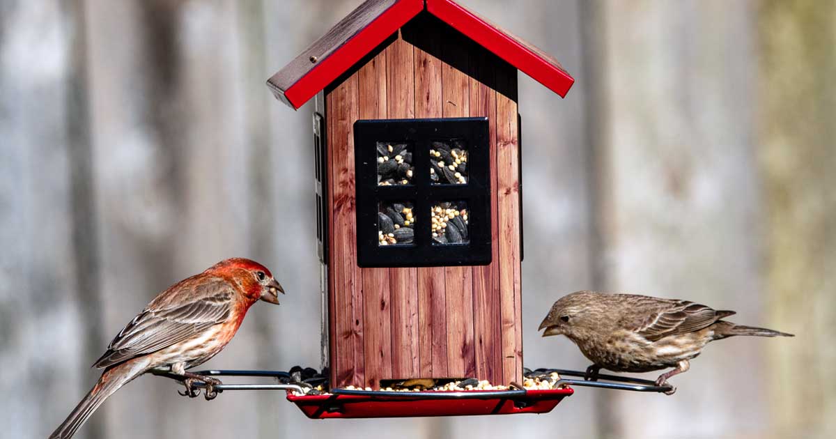 Rooks  Fat Finch — Backyard Birds, Birding & Blogging