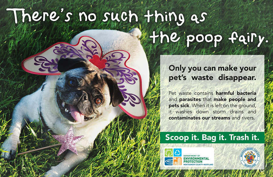 can you get sick from picking up dog poop